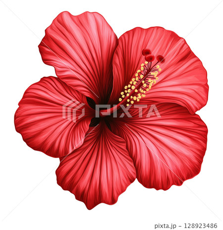 Red Hibiscus Flower 128923486