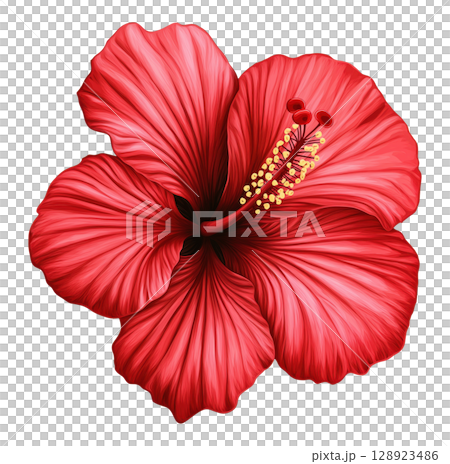 Red Hibiscus Flower 128923486