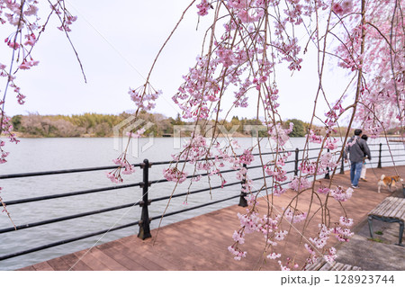 三重県四日市市　春の北勢中央公園　枝垂れ桜と池のあるウッドデッキで犬の散歩をする人 128923744