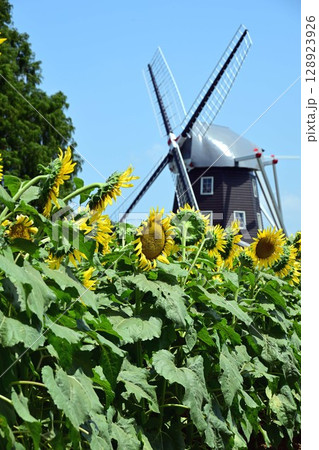 ヒマワリの花と風車 128923926