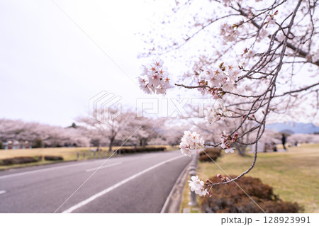 三重県四日市市 桜の森と呼ばれる春の北勢中央公園 三重県四日市市 桜の森と呼ばれる春の北勢中央公園 128923991