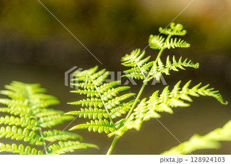 夏の日差しとシダ植物 夏の日差しとシダ植物 128924103