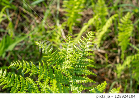 夏の日差しとシダ植物 128924104