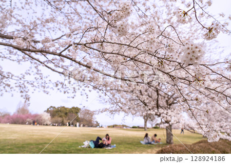三重県四日市市　春の北勢中央公園　桜と春を楽しむ人 128924186