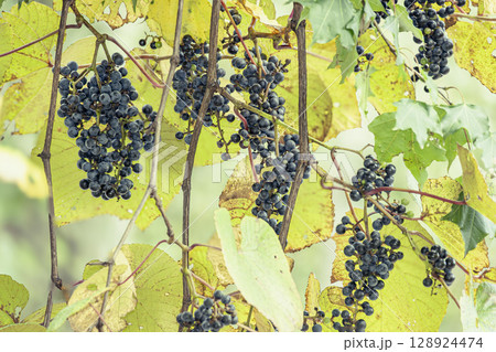 縄文人がワインをつくったという黒々と熟したヤマブドウの果実 128924474