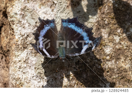 春の日差しを浴びて羽を広げるルリタテハの越冬個体 春の日差しを浴びて羽を広げるルリタテハの越冬個体 128924485