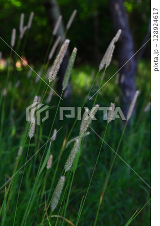 Tall wild grass with seed heads in forest clearing  128924617