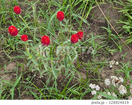 初夏の庭に咲く黄花千日紅の赤橙色の花 初夏の庭に咲く黄花千日紅の赤橙色の花 128924819