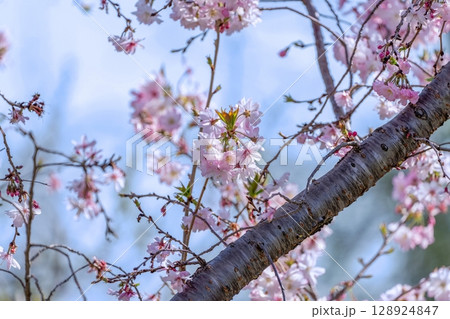 光を浴びて輝く満開の淡いピンクの桜の花 128924847