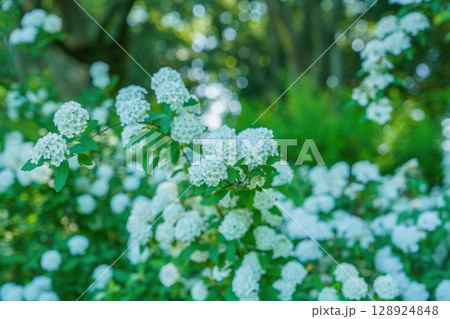 ひっそりと咲く満開のコデマリの花 128924848