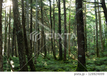苔の森 八ヶ岳 苔の森 八ヶ岳 128924899