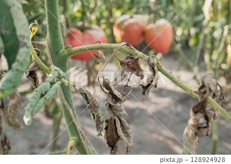 Tomato with curled brown leaves affected by late blight 128924928