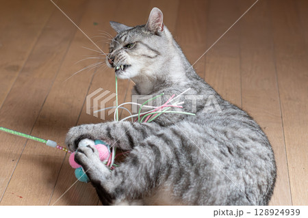 おもちゃで遊ぶ可愛い猫 サバトラ猫 おもちゃで遊ぶ可愛い猫 サバトラ猫 128924939