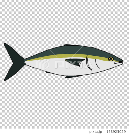 Yellowtail 128925029