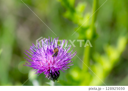 薊(アザミ)の花と戯れる蜂 128925030