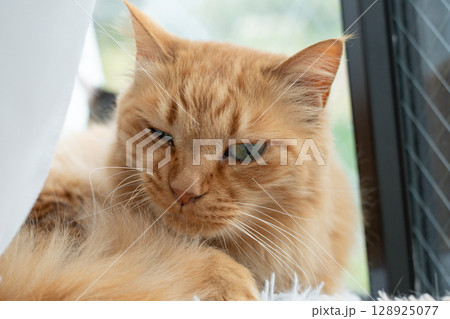 窓辺でくつろぐ可愛い猫　茶トラ猫 128925077