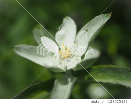 咲き始めのミネウスユキソウ（20250718093950） 128925121