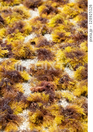 屋外に干された海藻のテングサ(天草) 屋外に干された海藻のテングサ(天草) 128925126