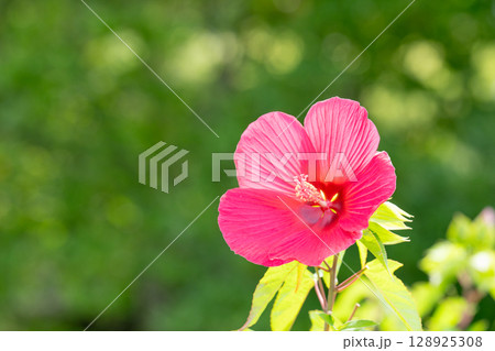 緑の風に揺れる紅のタイタンビカス 128925308