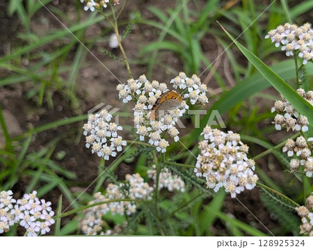 初夏の庭に咲く白いノコギリソウに止まるベニシジミ蝶 128925324