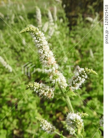 夏に咲くシソ科の多年草「アップルミント」 夏に咲くシソ科の多年草「アップルミント」 128925418