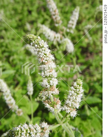夏に咲くシソ科の多年草「アップルミント」 夏に咲くシソ科の多年草「アップルミント」 128925419