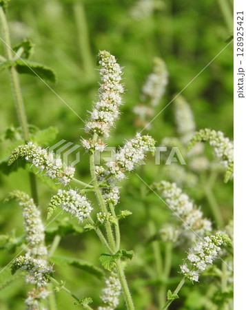 夏に咲くシソ科の多年草「アップルミント」 夏に咲くシソ科の多年草「アップルミント」 128925421