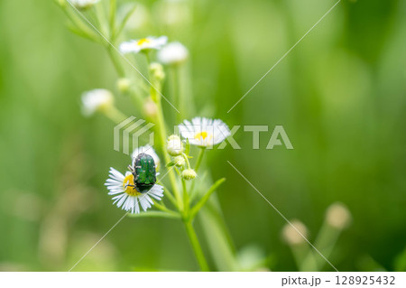 姫女菀の花と戯れる花潜(ハナムグリ) 姫女菀の花と戯れる花潜(ハナムグリ) 128925432