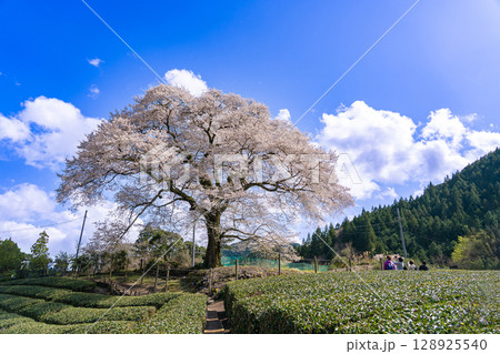 静岡県島田市川根町　茶畑の中の樹齢300年の一本桜　牛代のみずめ桜 128925540