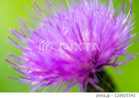 7月の薊(アザミ) 128925542