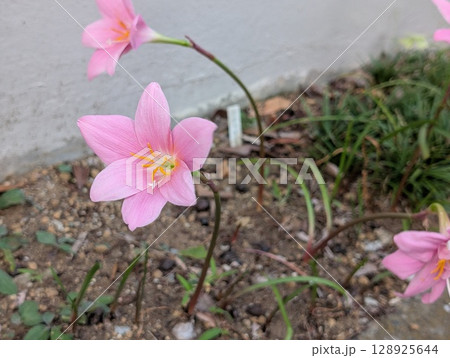 初夏の庭に咲くピンク色のゼフィランサスの花 初夏の庭に咲くピンク色のゼフィランサスの花 128925644