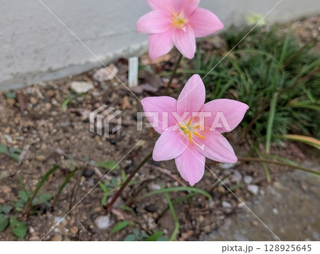 初夏の庭に咲くピンク色のゼフィランサスの花 初夏の庭に咲くピンク色のゼフィランサスの花 128925645