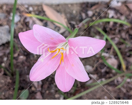 初夏の庭に咲くピンク色のゼフィランサスの花 初夏の庭に咲くピンク色のゼフィランサスの花 128925646
