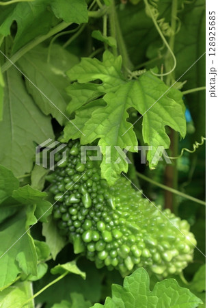 路地もの夏野菜 ゴーヤ 路地もの夏野菜 ゴーヤ 128925685