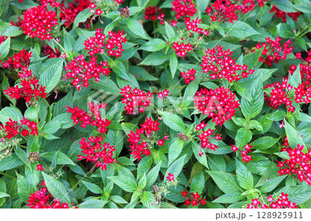 晩夏を彩る花 晩夏を彩る花 128925911