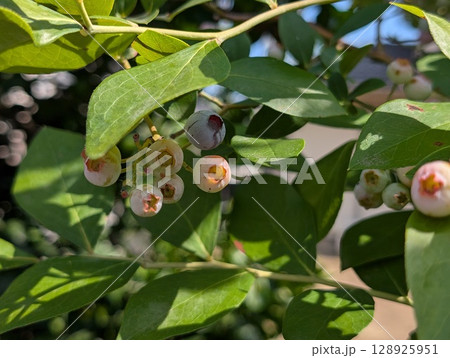 初夏の庭に実るブルーベリーの実 128925951