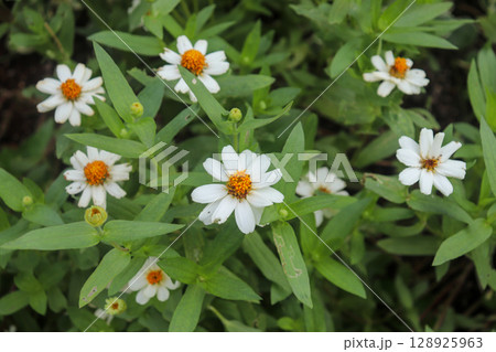 晩夏を彩る花 晩夏を彩る花 128925963