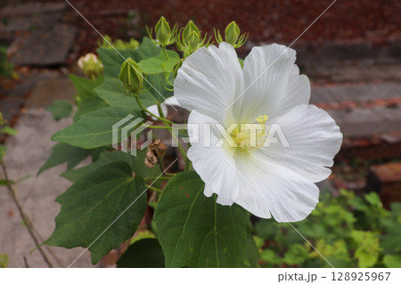 晩夏を彩る花 128925967