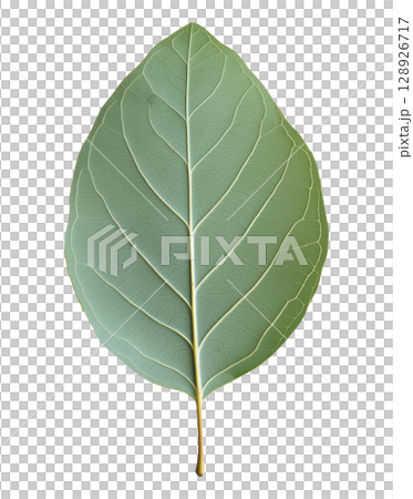 Eucalyptus Leaf Eucalyptus Leaf 128926717