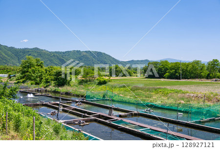 初夏のニジマス養殖場と田園風景 安曇野 初夏のニジマス養殖場と田園風景 安曇野 128927121