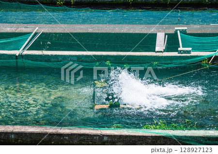 水飛沫を上げるニジマス養殖場 穂高 水飛沫を上げるニジマス養殖場 穂高 128927123