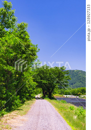 初夏の新緑　わさび田沿いを歩く道　安曇野 128927133