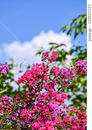 夏に花咲くサルスベリ 128927157