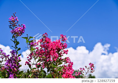 夏空とサルスベリの花 128927159