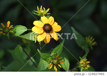 ルドベキア・タカオ 128927460