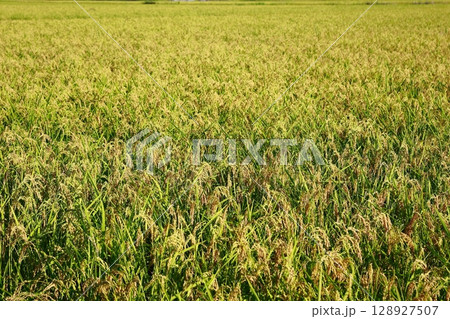 新米の時期　米不足の年　お米 128927507