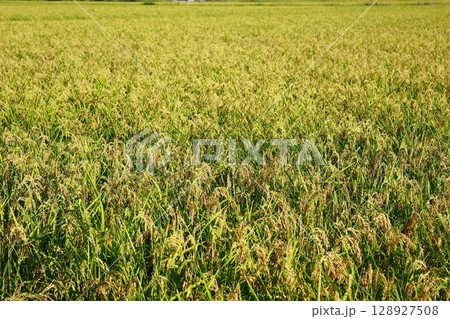 新米の時期　米不足の年　お米 128927508