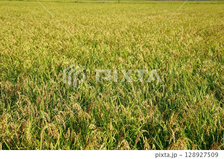 新米の時期　米不足の年　お米 128927509