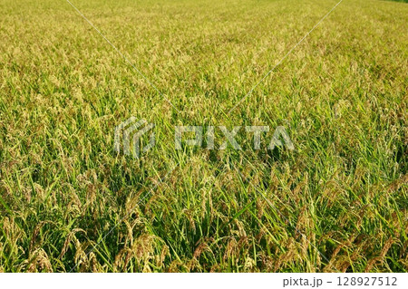 新米の時期 米不足の年 お米 新米の時期 米不足の年 お米 128927512