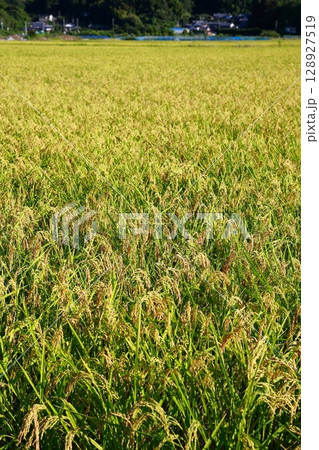 新米の時期　米不足の年　お米 128927519